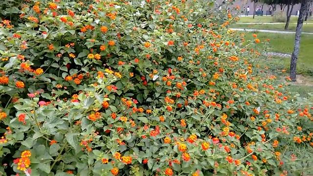 Arbusto y mariposas смотреть онлайн