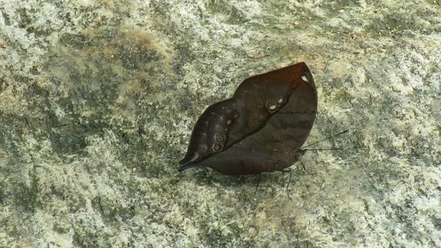 Blue oak Leaf Butterfly. смотреть онлайн