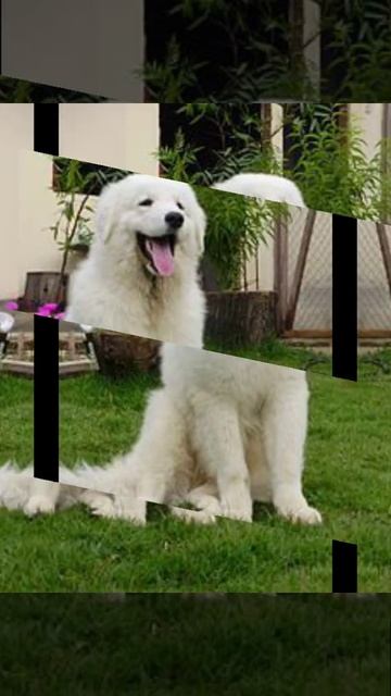 This dog is so cute 🤗 #Akbash | #shorts #trending смотреть онлайн