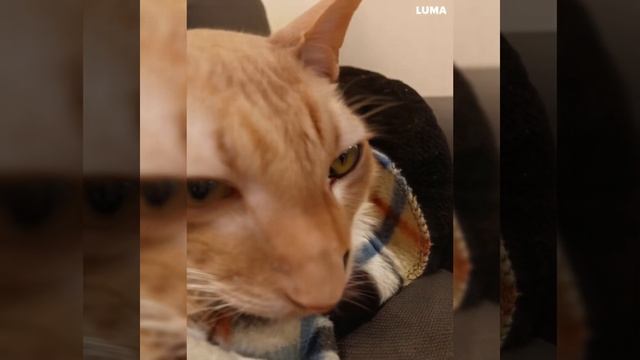 Оживил фото кота) #кот #фото #оживление #тренд #оживилфото смотреть онлайн