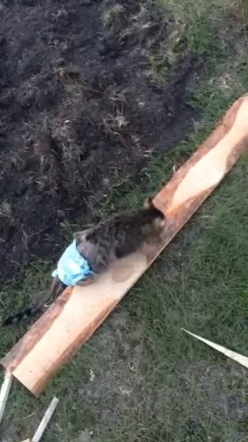 Суровые когтеточки) смотреть онлайн