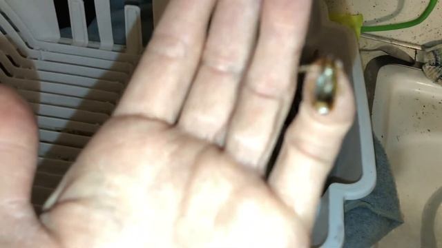 My friend house have roach bug laying eggs in house смотреть онлайн