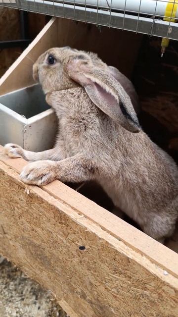 Советская шиншилла плюс Бургундия #bunny #rabbit #кролики смотреть онлайн