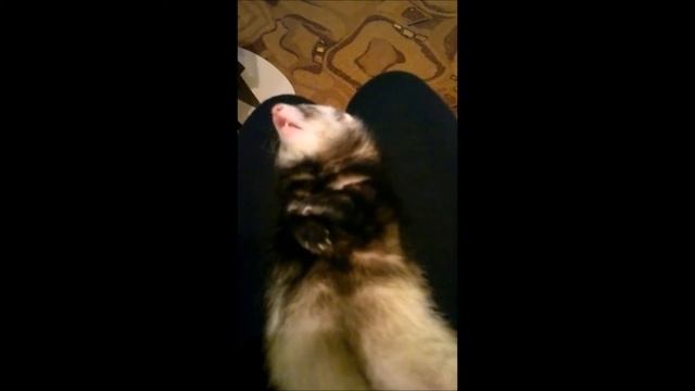 МИЛЫЙ ХОРЕК смотреть онлайн