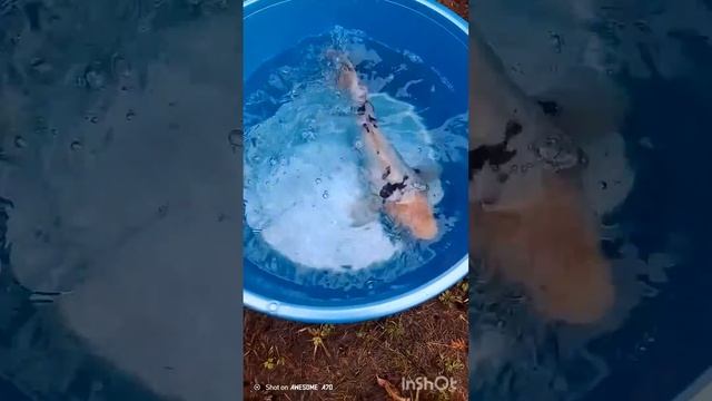 Перевожу Карпов кои в промежуточный бассейн. 13 апреля 2024 г. смотреть онлайн