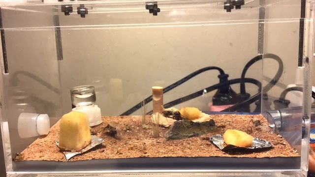ANTS EAT! Episode 3 Linepithema Humile | Short Timelapse Presented By Ant Co смотреть онлайн