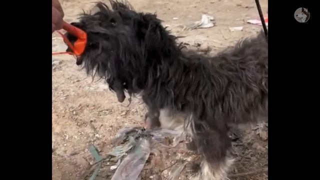 Pierced by an arrow, the wild dog wandered everywhere looking for life смотреть онлайн
