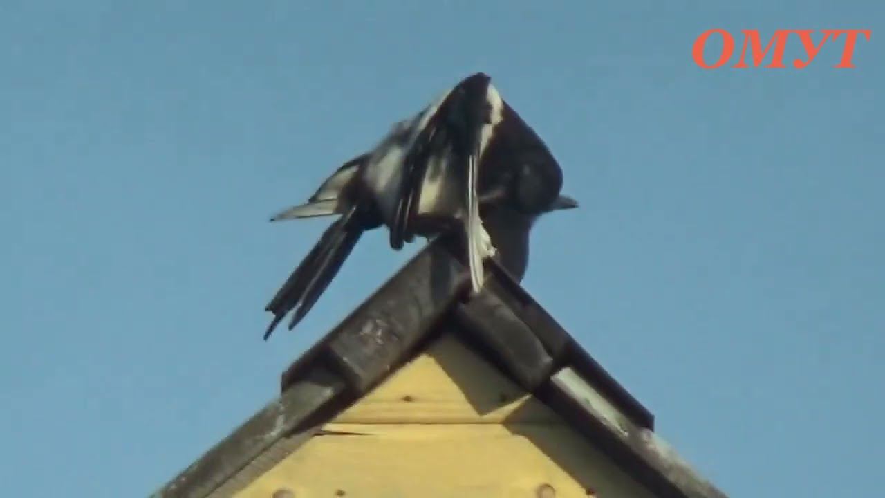 392. ОТВЕТЫ НА НЕУДОБНЫЕ ВОПРОСЫ,,,ЗАТО КАК ЕСТЬ... смотреть онлайн