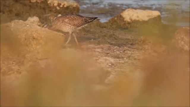 Courlis corlieu / Whimbrel. смотреть онлайн