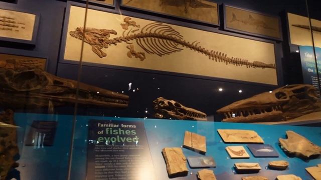 Динозавры в Музее естественной истории им. Филда. Чикаго. Field Museum of Natural History смотреть онлайн