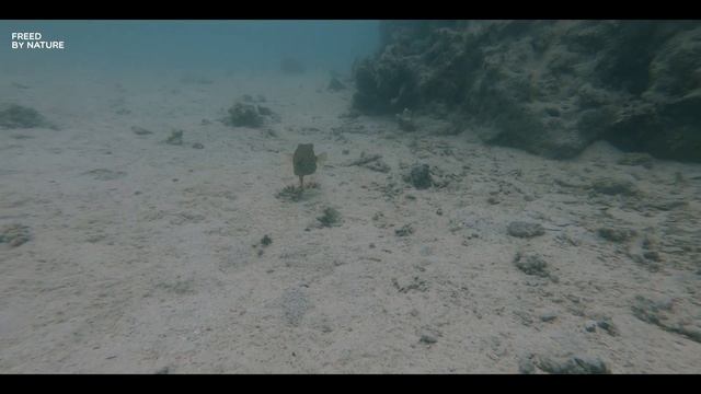 Elegant boxfish смотреть онлайн