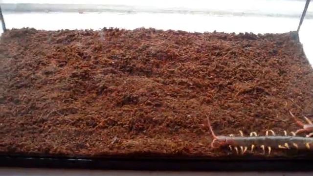 The Centipede смотреть онлайн