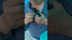 сороки на участке. помогаем чем можем!