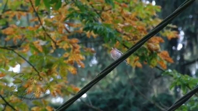 The common chaffinch/зяблик смотреть онлайн