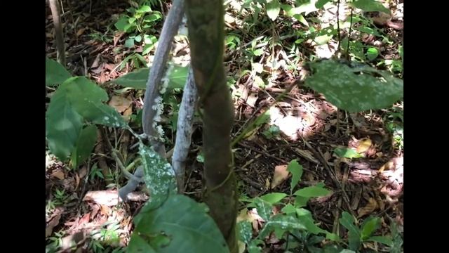 Really? Little white flowers walk on the tree - Madagascar - Africa смотреть онлайн