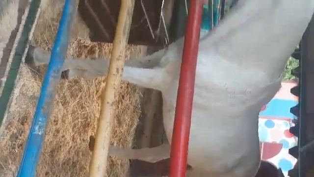 Зооферма. РК Арена Колизей. Краснодарский край (1) смотреть онлайн