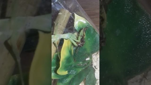 MANTIS FILES 01 - RHOMBODERA MEGAERA (GIANT SHIELD MANTIS) смотреть онлайн