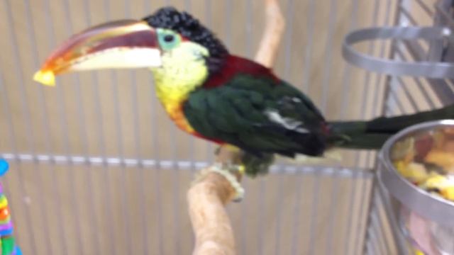 CURL CRESTED ARACARI TOUCAN смотреть онлайн