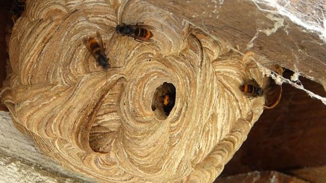 frelon asiatique (Vespa Velutina Nigrithorax) смотреть онлайн