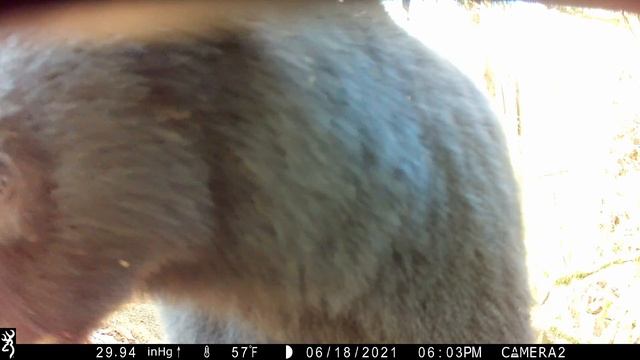 Bear checking camera box смотреть онлайн