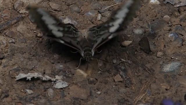 トラフタテハ(Parthenos sylvia)。16-Jul-2022 смотреть онлайн