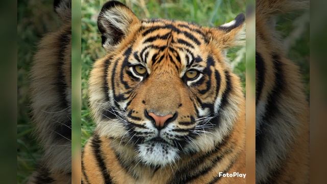 Cute Tigers смотреть онлайн