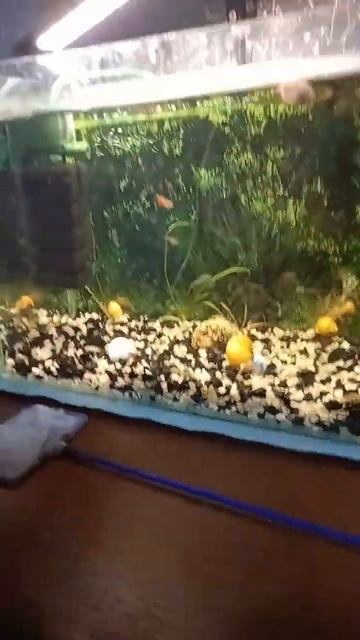 #рекомендации #рек #reels #shortsvideo #shortvideo #аквариум #subscribe #share #shortsviral смотреть онлайн