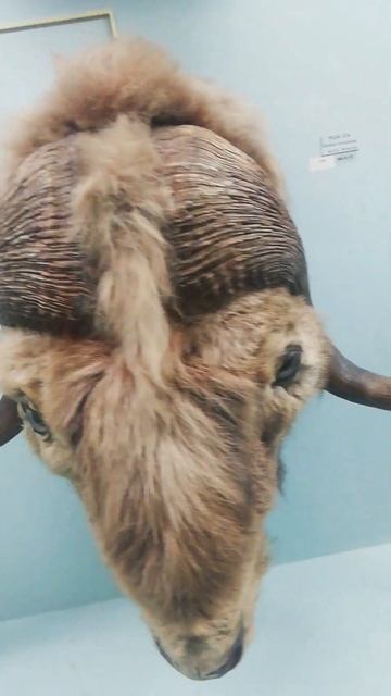 Wild animals like Black buck, Raindeer etc in Horniman Museum in London 🇬🇧 Uk смотреть онлайн