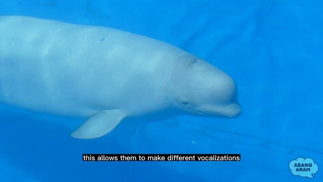 5 Fascinating Facts About Beluga Whales You Need to Know! смотреть онлайн