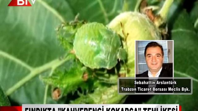 FINDIKTA ''KAHVERENGİ KOKARCA'' TEHLİKESİ смотреть онлайн