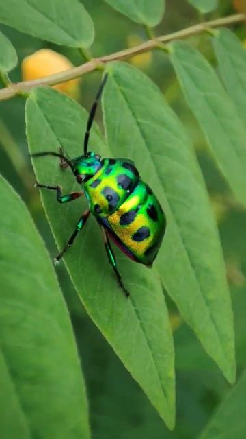 সুন্দর জুয়েল বিটল | Jewel beetle #shorts #insects #wildlife смотреть онлайн