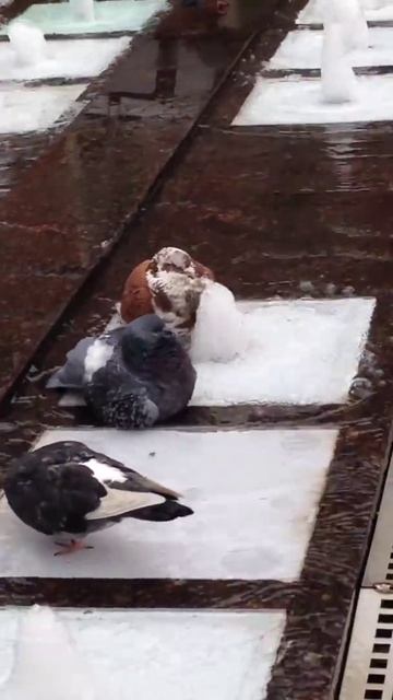 Ванна голубей смотреть онлайн