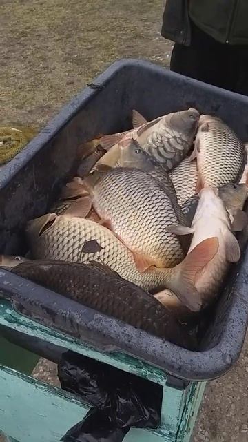 рыбалка рыбалка в подмосковье карп ловля карпа суперкарп белеутово fishing смотреть онлайн