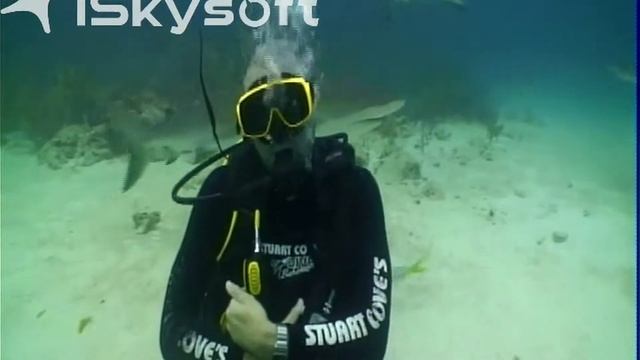 Shark Dive Nassau Bahamas смотреть онлайн