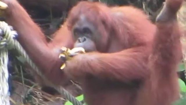 video clip - "big mama" orangutan eating a banana - semenggoh wildlife preserver -sidneysealine смотреть онлайн