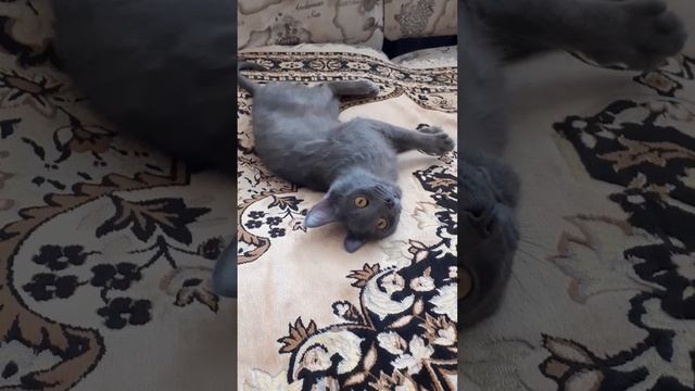 кот говорит мама)) смотреть онлайн