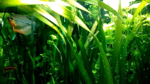 Focos kessil amazon y plantas burbujeado смотреть онлайн