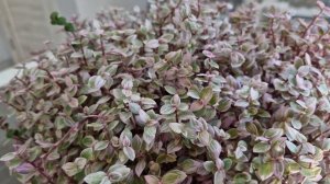 Каллизия. Розовая пантера и Розовая Леди чем отличаются?