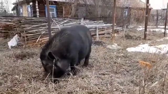 Свинки смотреть онлайн