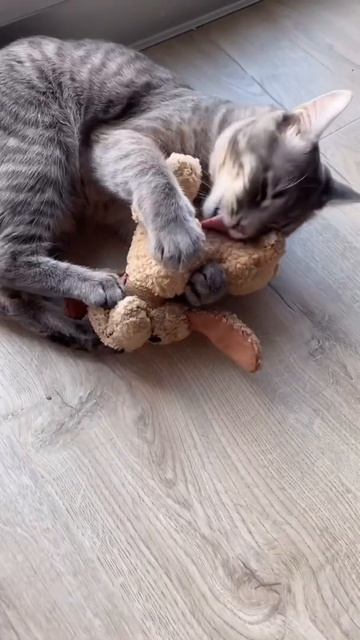 Лучший друг Семёна 😻 #shorts #кот #котики #кошки смотреть онлайн