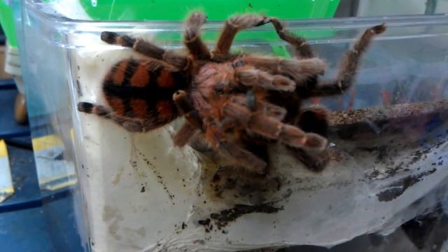 Avicularia minatrix MATING смотреть онлайн