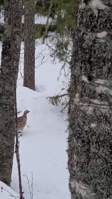 #bird #birds #pheasant #nature #asmr #relaxing #relax #winter #asmrsounds #asmrsuomi #forest смотреть онлайн