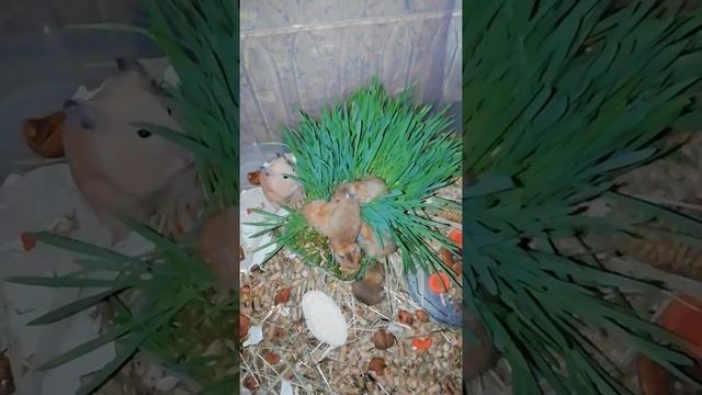 Хомки и любимое лакомство смотреть онлайн