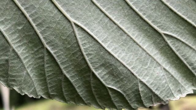 Whitebeam - underside of leaf close up - June 2021 смотреть онлайн