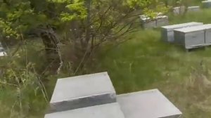 расширение пчел, корпус в низ 💪🐝