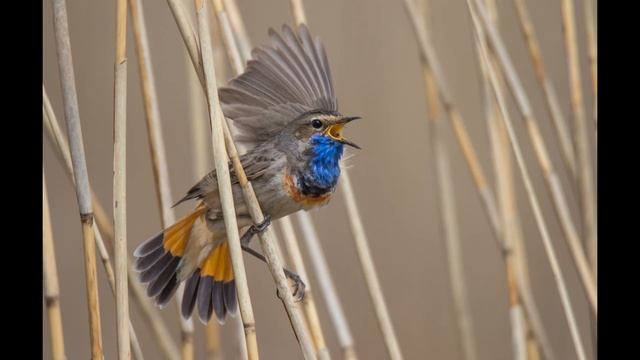 Podróżniczek - Luscinia svecica смотреть онлайн