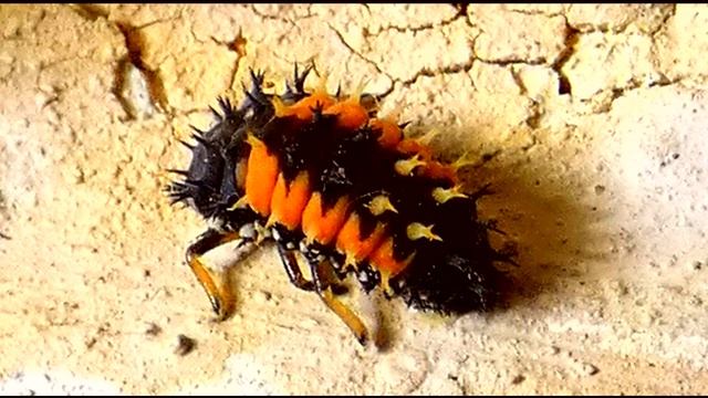 Harmonia axyridis Larva смотреть онлайн