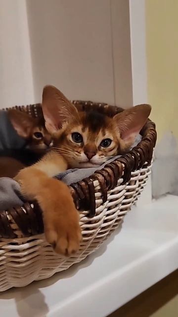 Почему бы не показать эту милоту ещё раз ❤️ #абиссинскиекотята #abyssinian #абиссинскаякошка #short смотреть онлайн