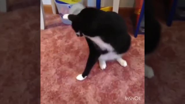 Тест на психику кто засмеёться тот ставит лайк смотреть онлайн