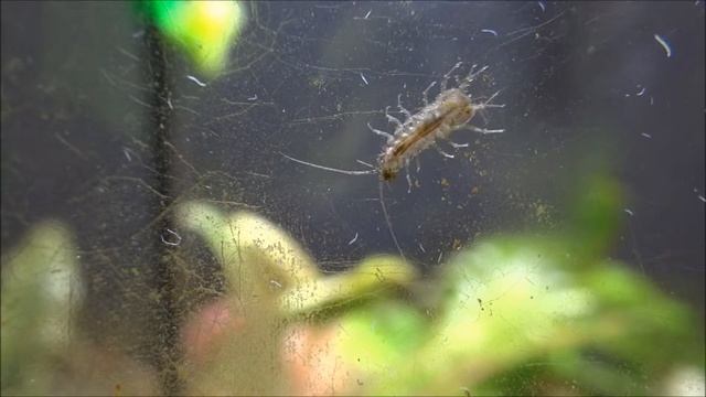 Underside of Asellus aquaticus (waterlouse, aquatic sowbug) / Unterseite einer Wasserassel смотреть онлайн